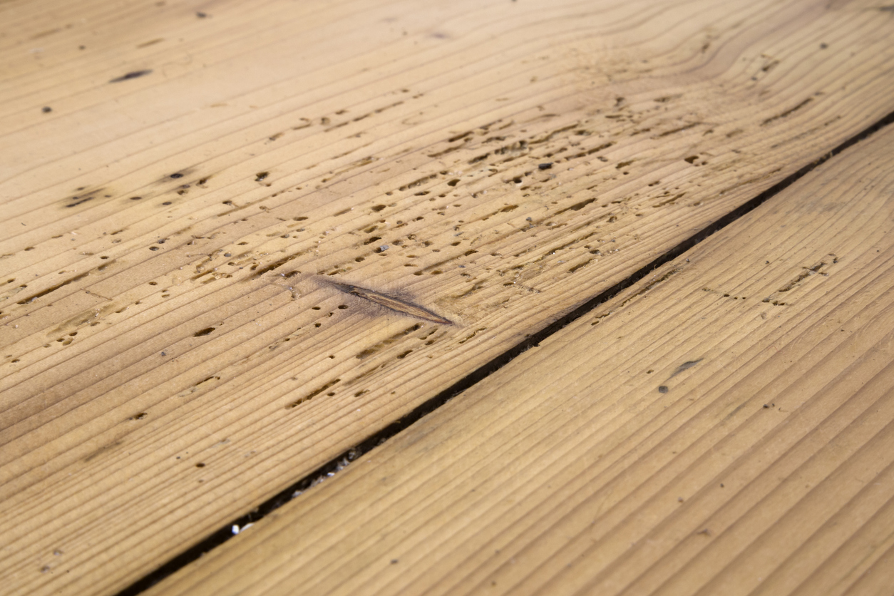 Old plank floor damaged by borer, woodworm